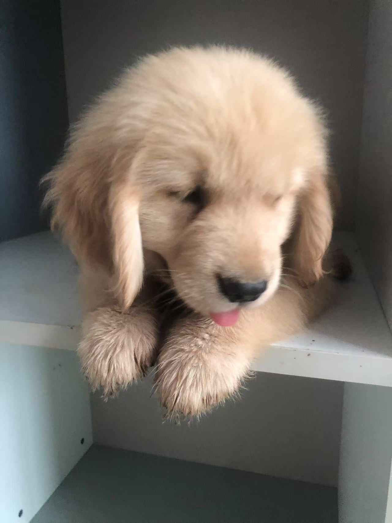 双血统金毛幼犬，要证书芯片费用单算